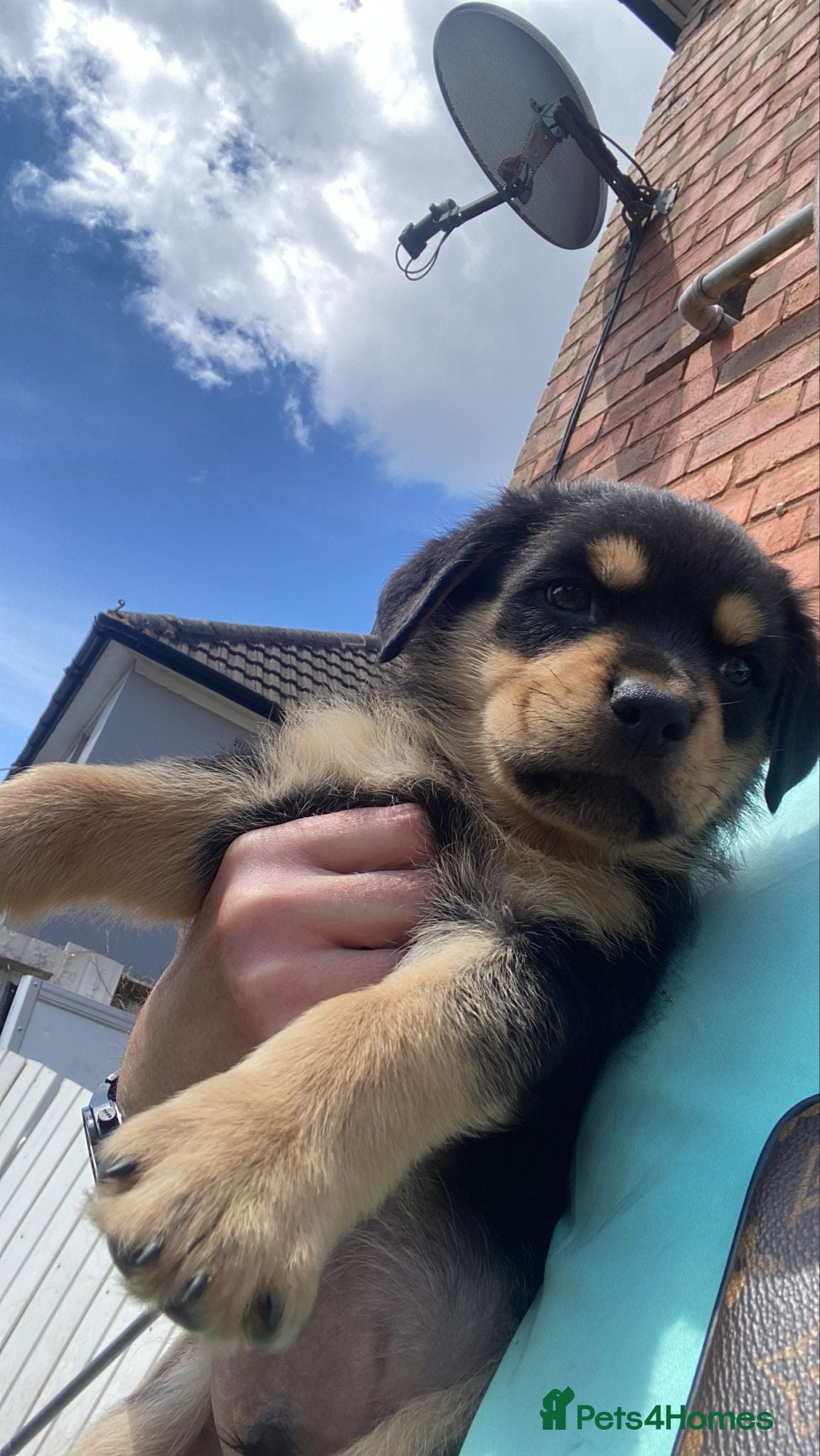 Rottweiler dogs Rottweiler puppies  - Advert 13