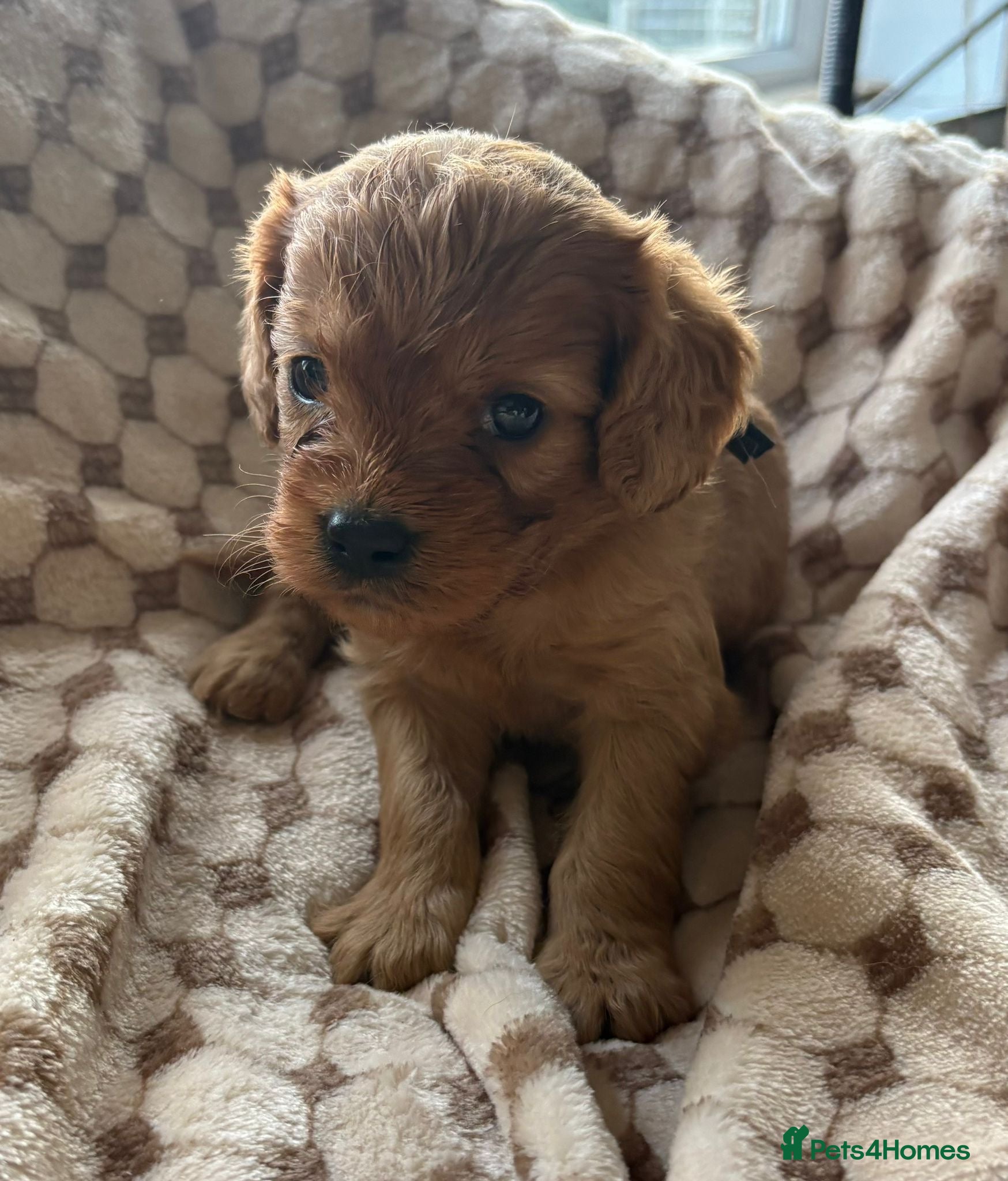 Cavapoo dogs F1 cavapoo - Advert 8
