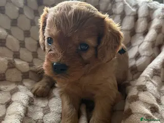 Cavapoo dogs F1 cavapoo - Advert 1
