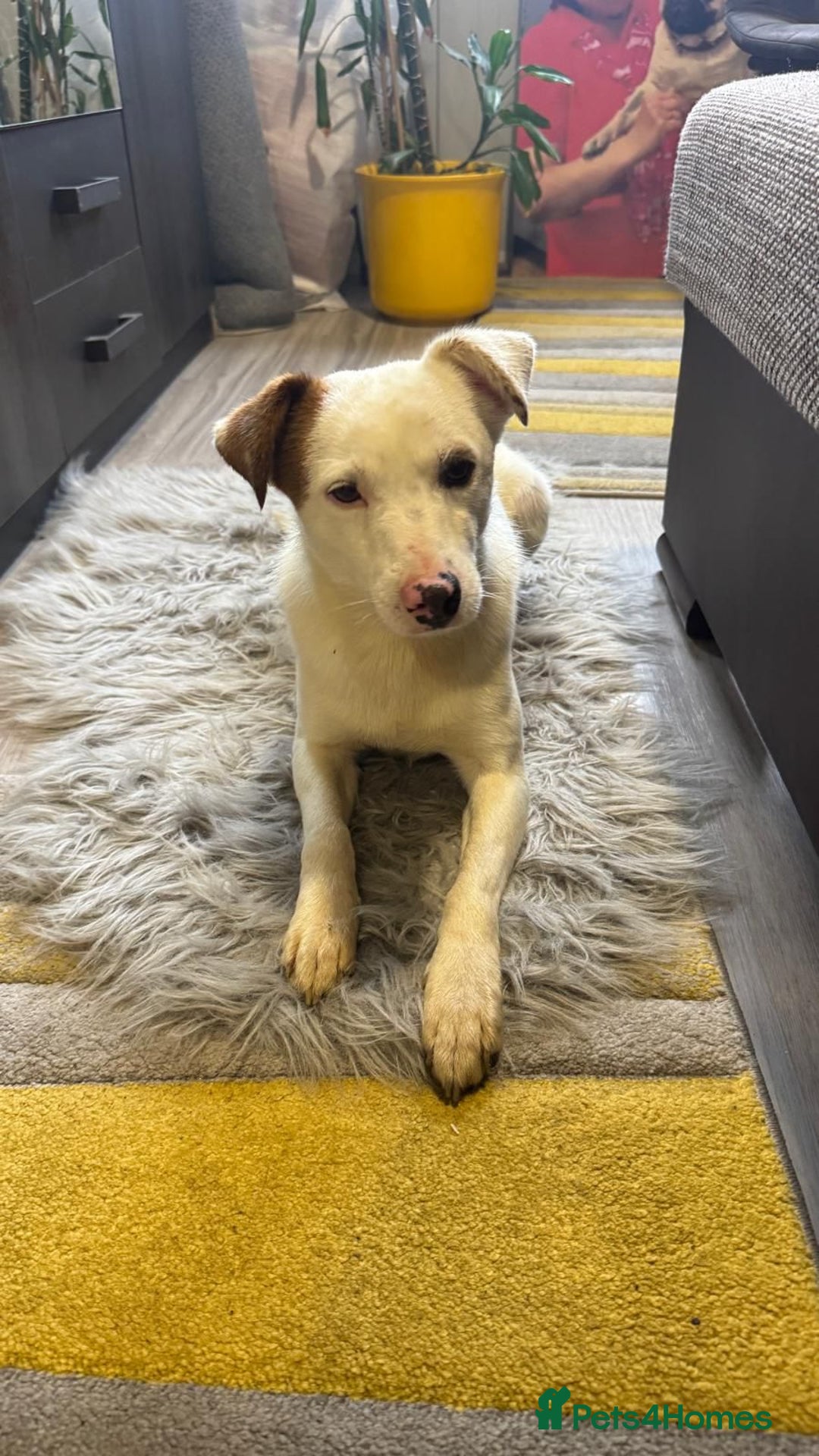 Mixed Breed dogs for adoption: Darling Dannie looking for his family - Advert 4