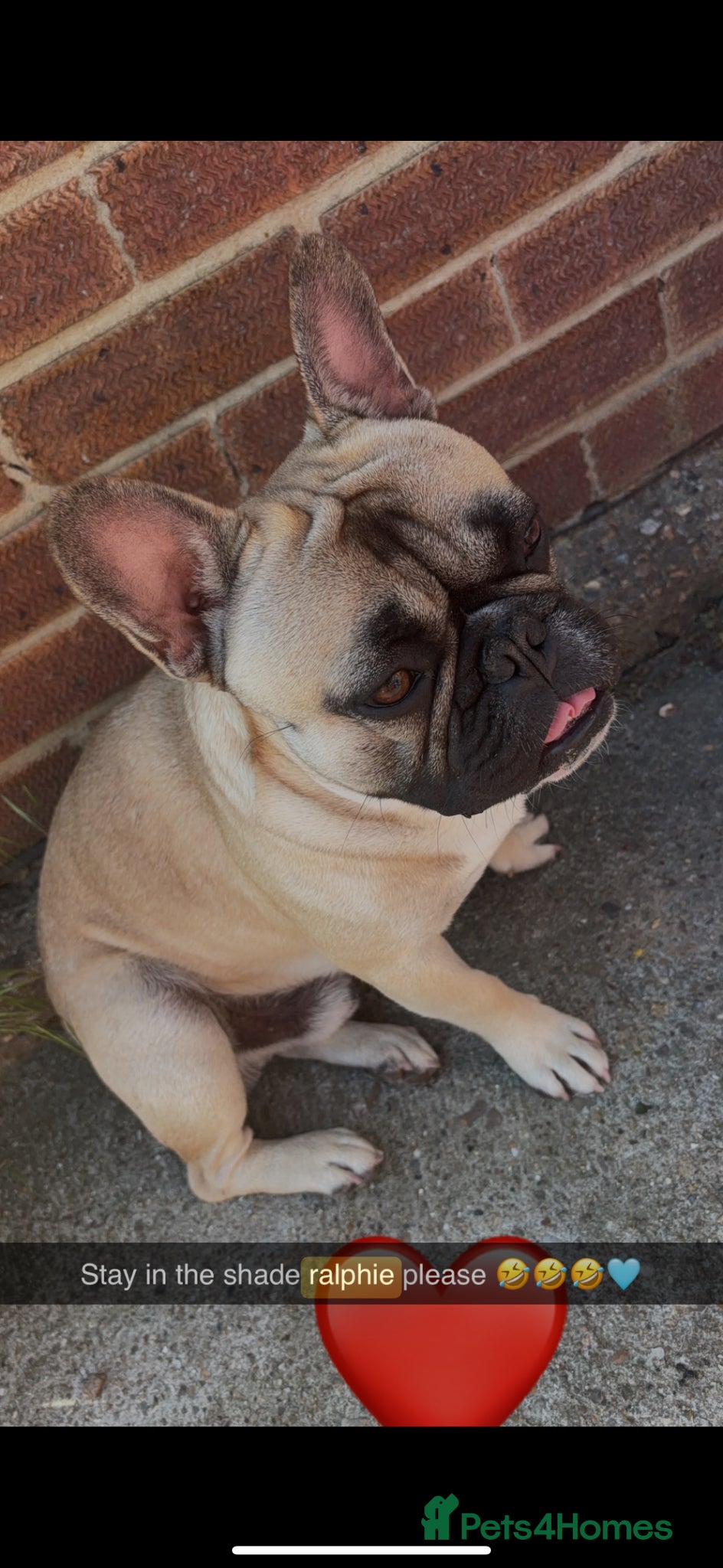 French Bulldog dogs Gorgous tanned/black mask French bulldog - Advert 1