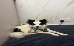 Papillon dogs for adoption: Zorro: The Little Soul Who Refused to Disappear - Image 5