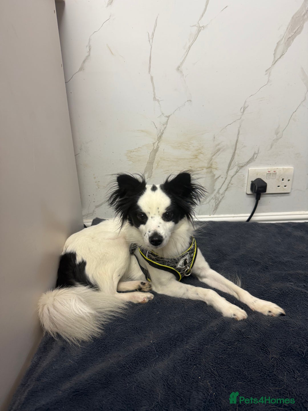 Papillon dogs for adoption: Zorro: The Little Soul Who Refused to Disappear - Image 5