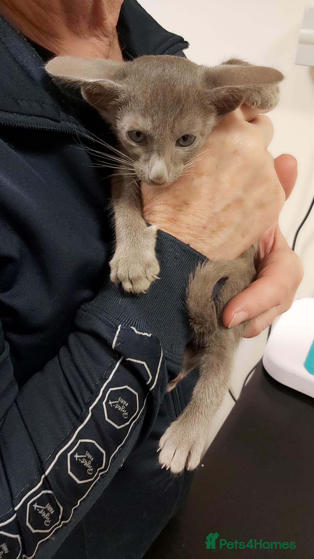 Oriental cats for sale: Full Pedigree Oriental 1 Kitten XL size ears GCCF - Advert 3