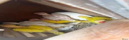 Ringnecks birds for sale: Ringneck young ones available  in Leeds - Advert 4