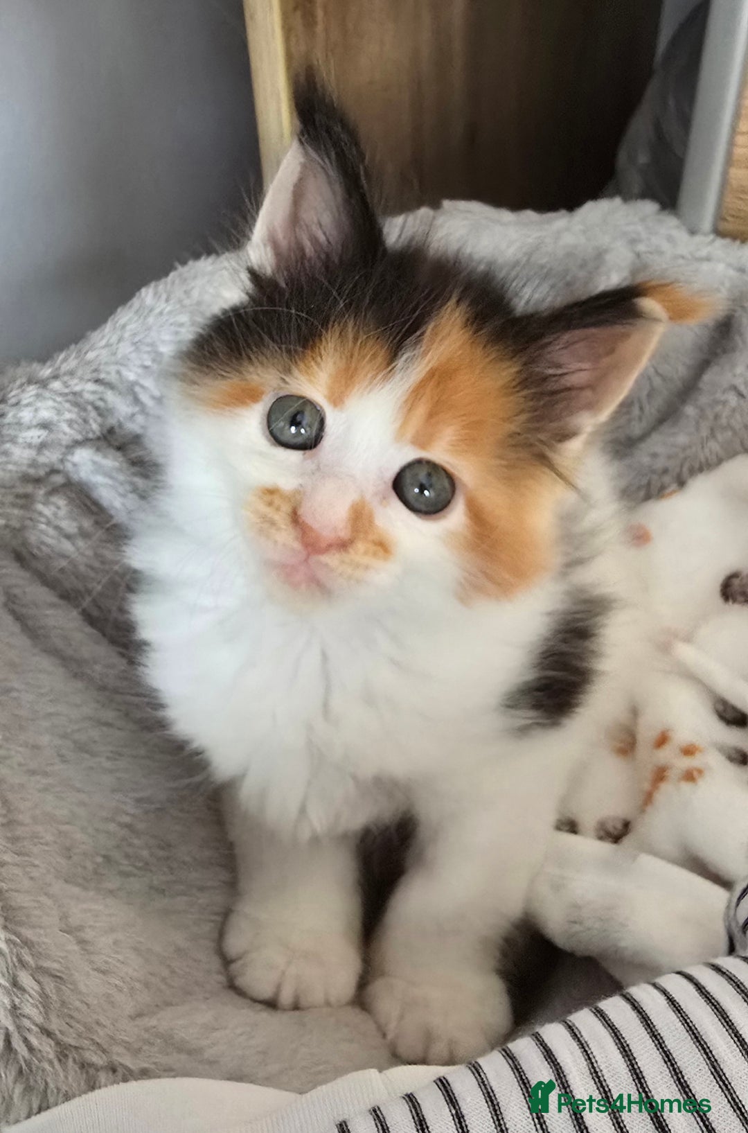 Maine Coon cats for sale: TICA registered pedigree Maincoon kittens - Image 14