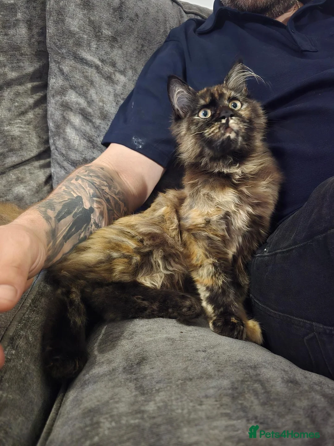 Maine Coon cats for sale: Maine coon tortie and tuxedo - Advert 2