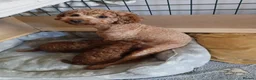 Mixed Breed dogs for sale: Betsy - Advert 2