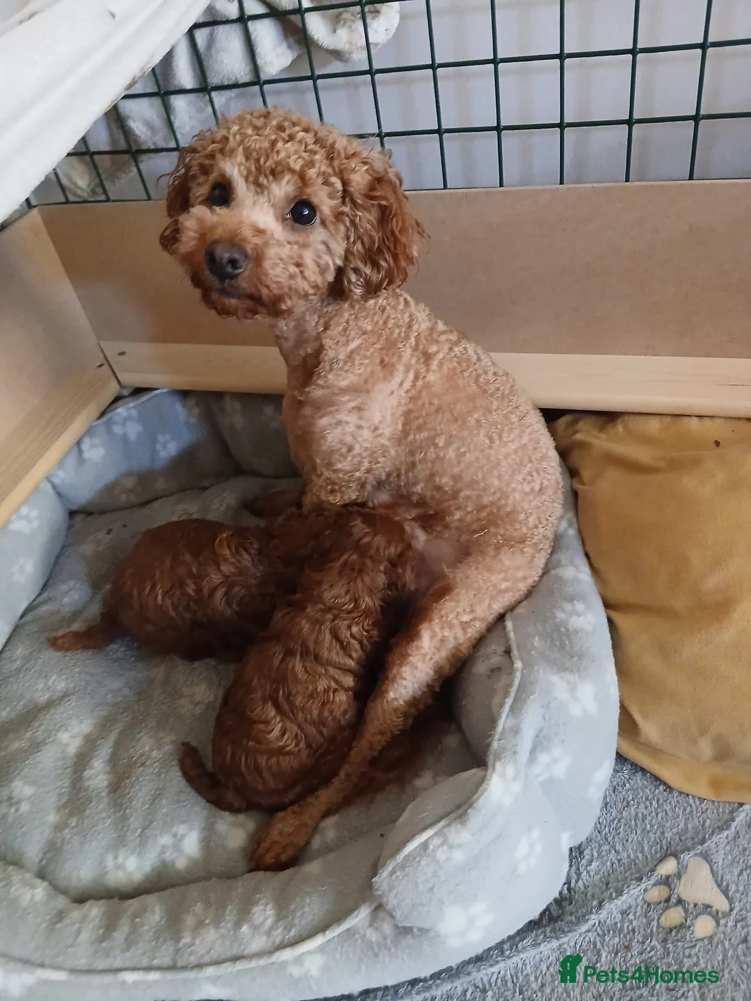 Mixed Breed dogs for sale: Betsy - Advert 2