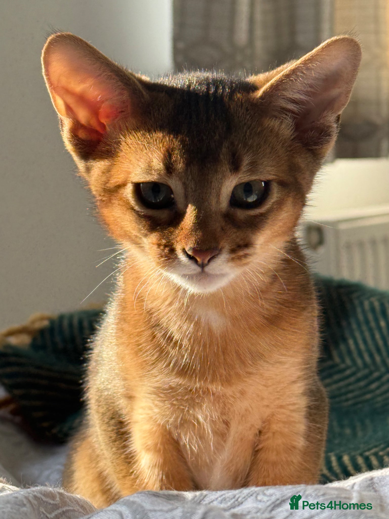 Abyssinian cats One gorgeous Ruddy Aby boy left! TICA reg - Advert 2