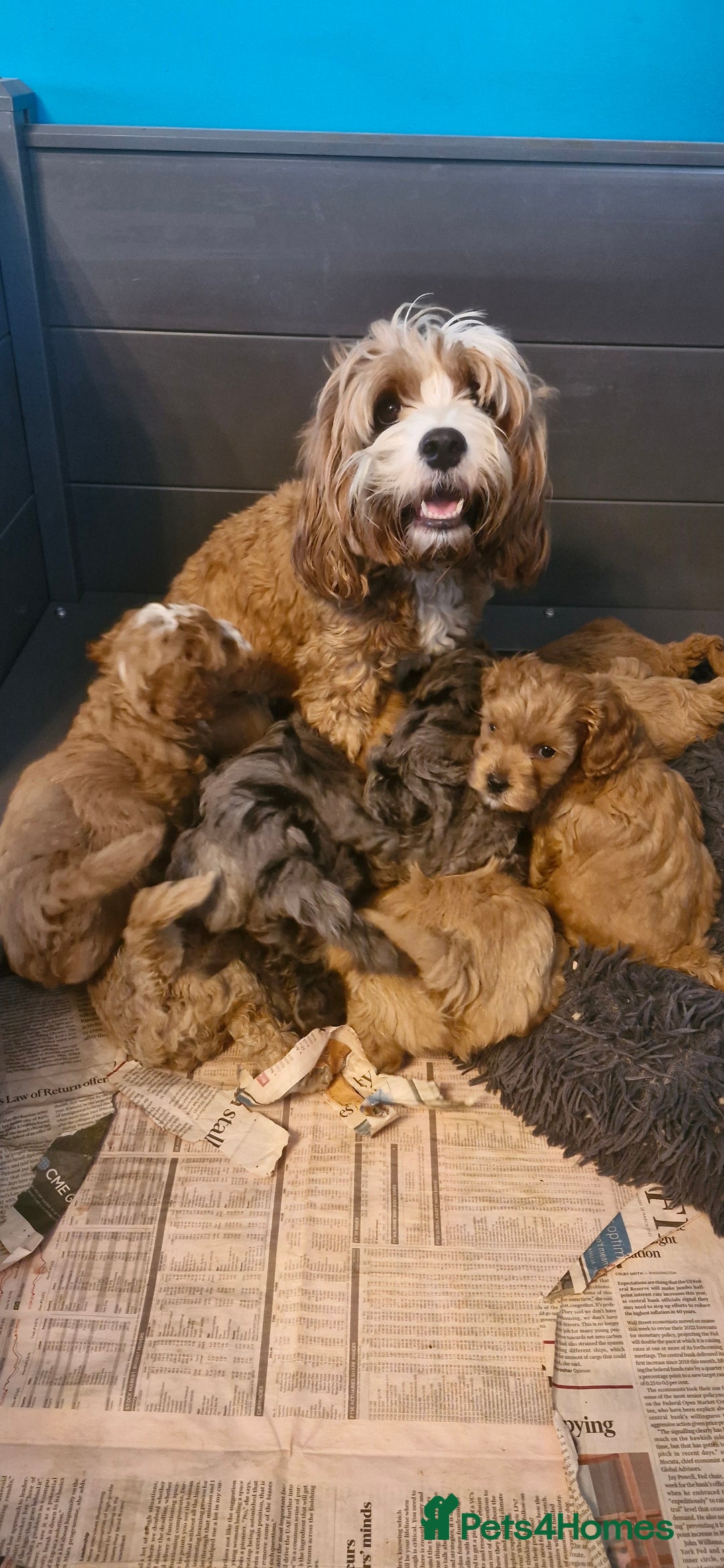 Cavapoo dogs for sale: Gorgeous f1b Cavapoo puppys.Health tested parents  - Image 38