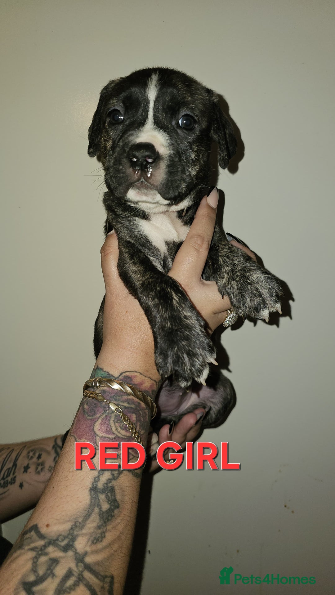 Bullmastiff dogs for sale: 11 Bullmastiff puppies for sale - Advert 7