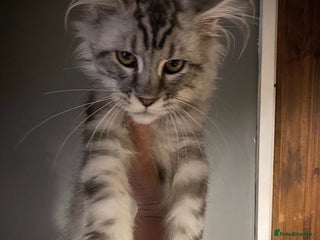 Maine Coon cats Gorgeous Silver Male Maine Coon - Advert 5