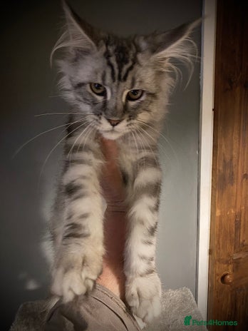 Maine Coon cats Gorgeous Silver Male Maine Coon - Advert 1