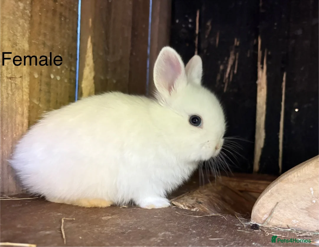 Mixed Breed rabbits for sale: Beautiful baby bunnies in Derby - Advert 3