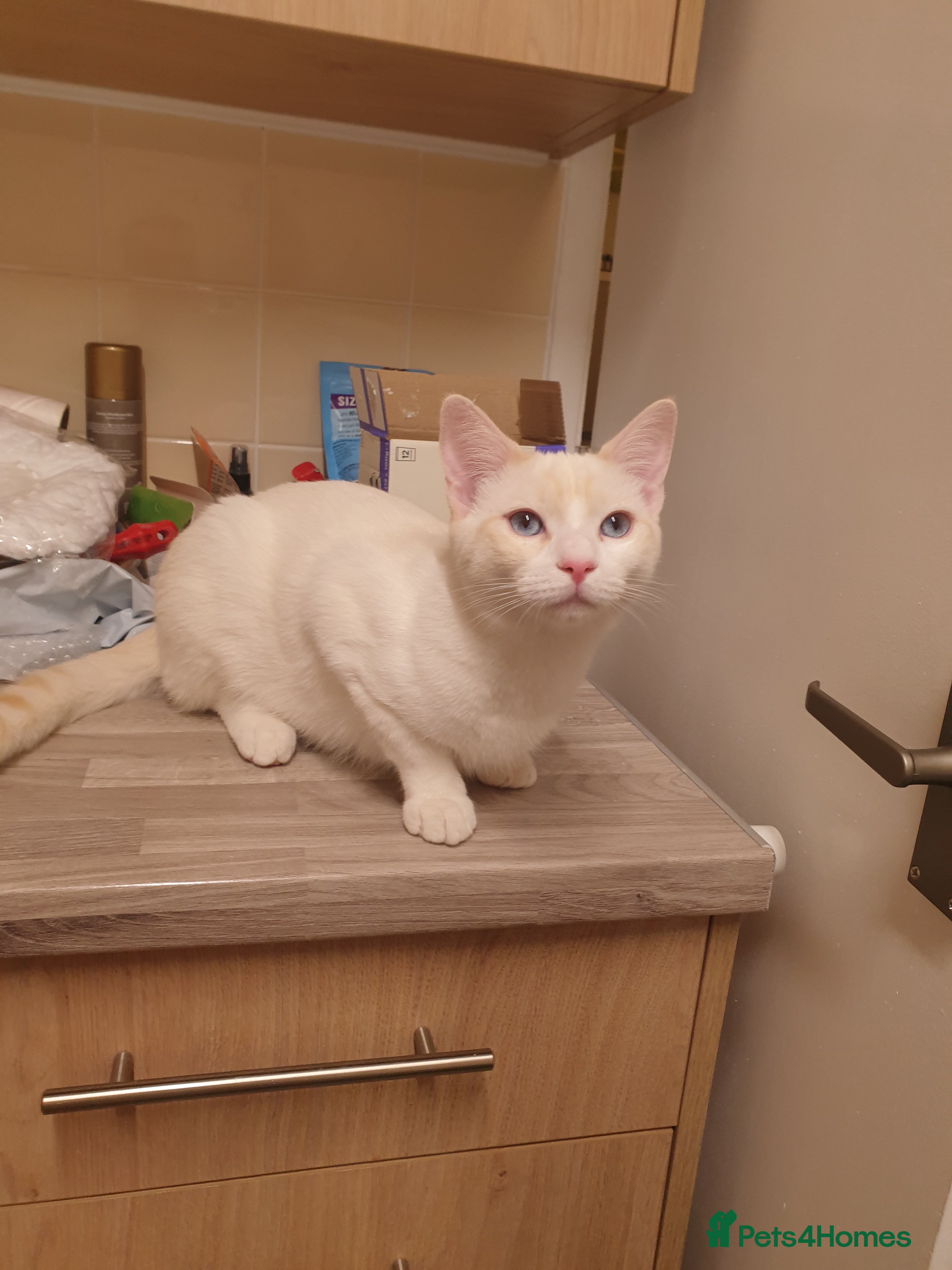 Siamese cats Flame point siamese  - Advert 1