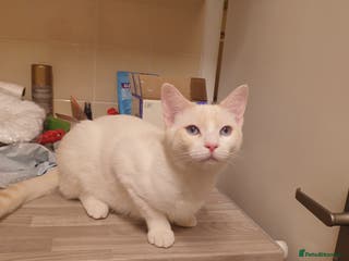 Siamese cats Flame point siamese - Advert 1