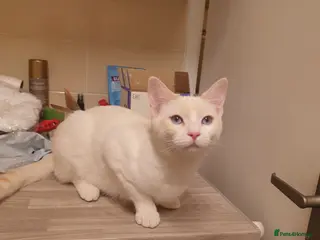 Siamese cats Flame point siamese - Advert 1