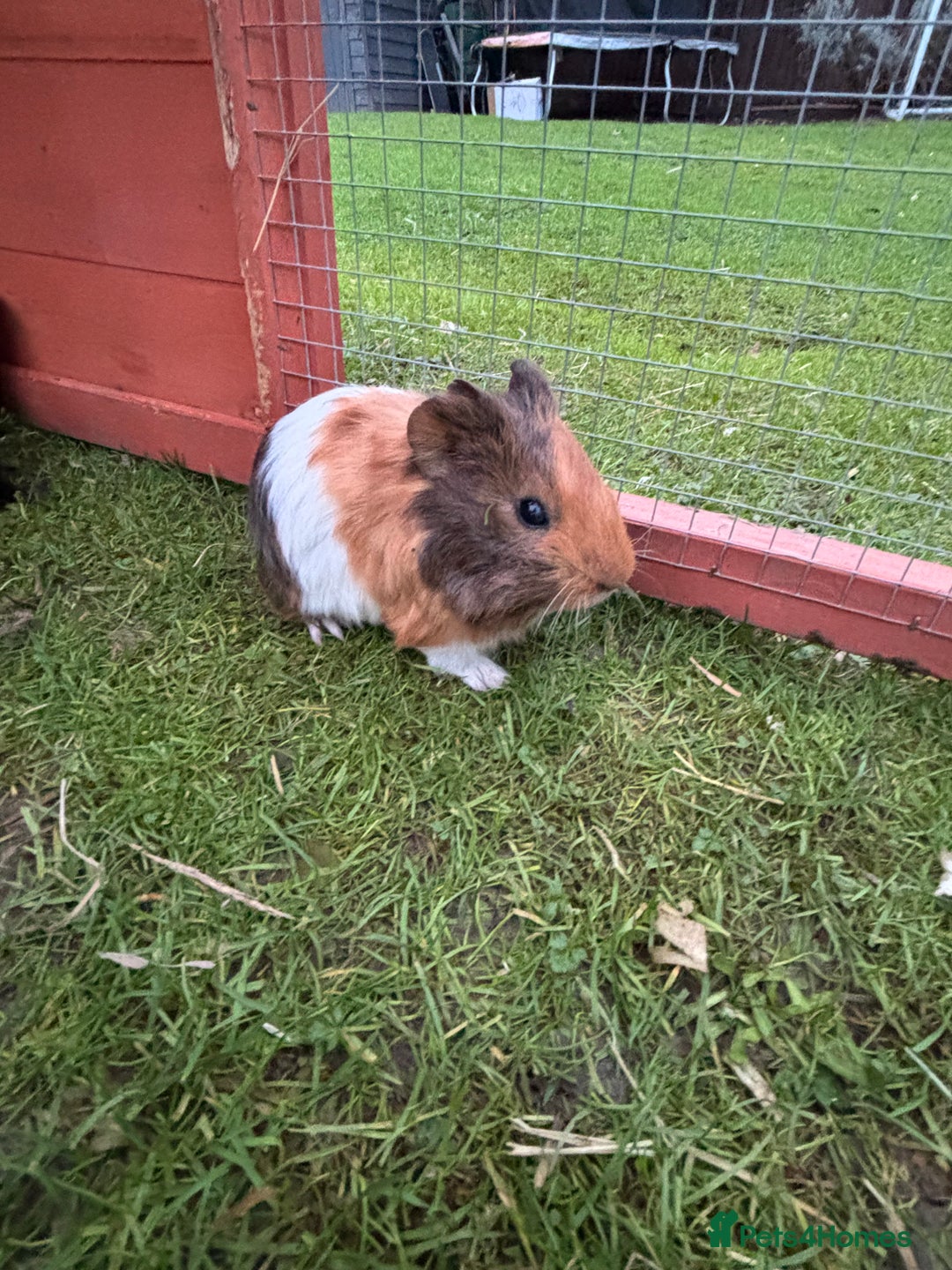 Guinea Pig rodents for sale: Baby guinea pigs  - Advert 3