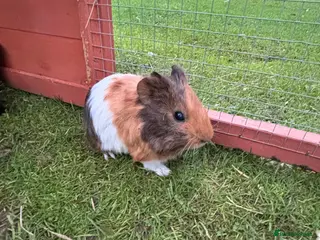 Guinea Pig rodents Baby male guinea pigs - Advert 18