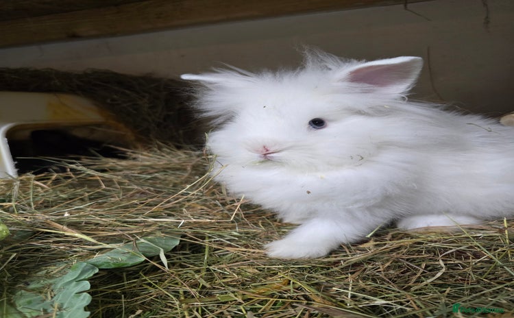 Mini Lion Lop rabbits - Advert 1