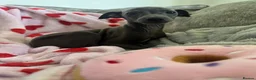 Italian Greyhound dogs for sale: KC Italian greyhound puppies 🏡 ready now - Advert 23