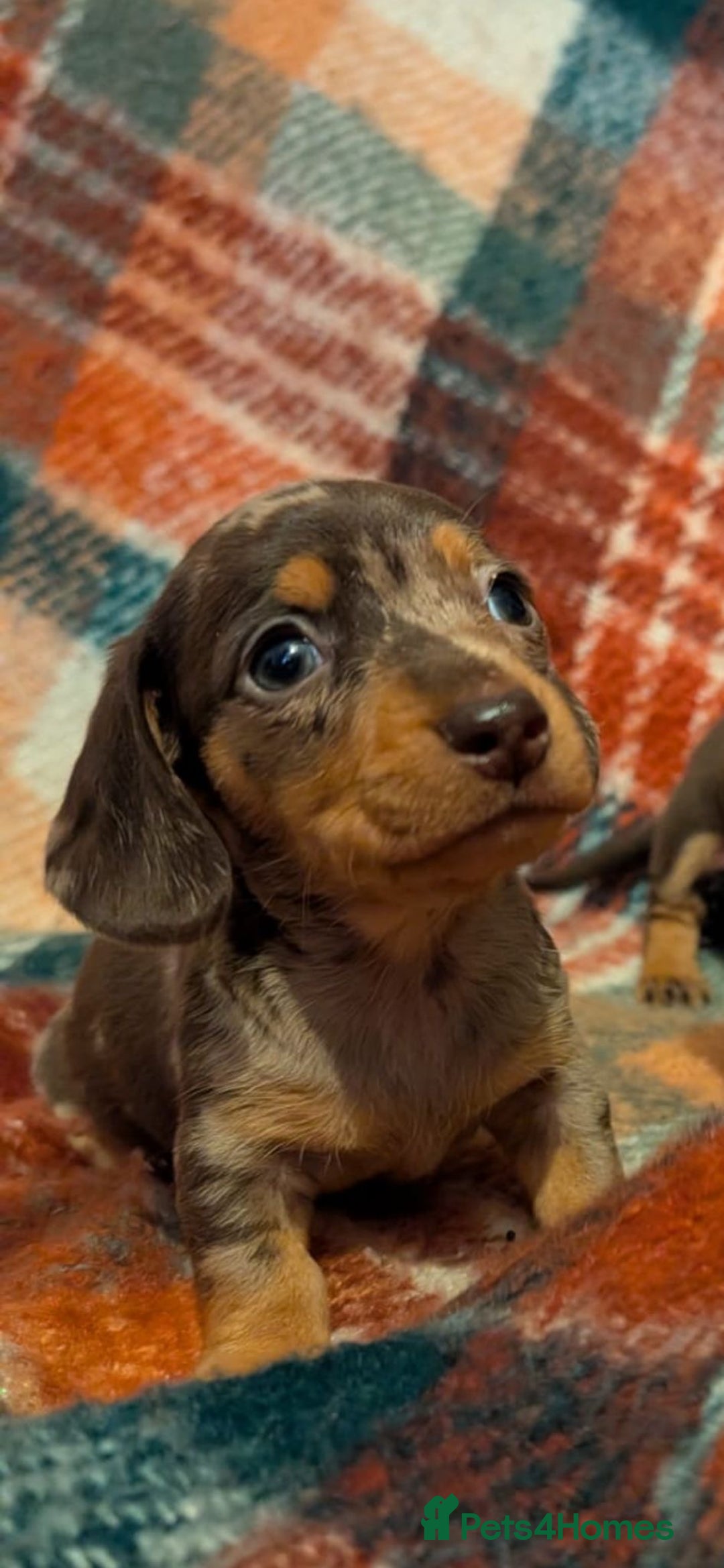 Dachshund dogs for sale: 4 gorgeous puppies for sale - Image 33