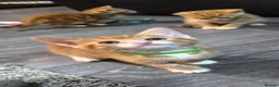 Mixed Breed cats for sale: Beautiful kittens  - Advert 14