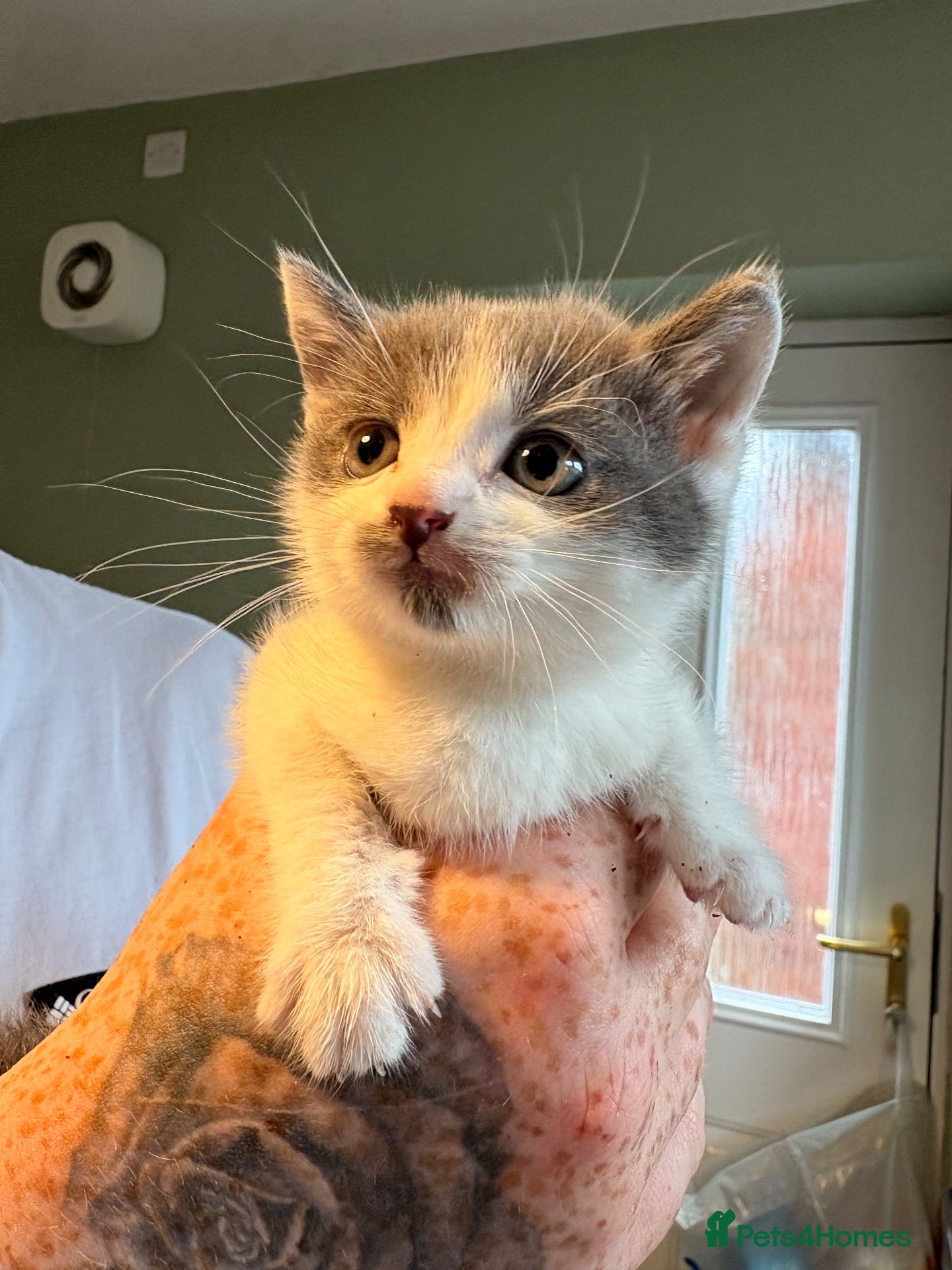 Domestic Shorthair cats Beautiful Kittens!  - Advert 1