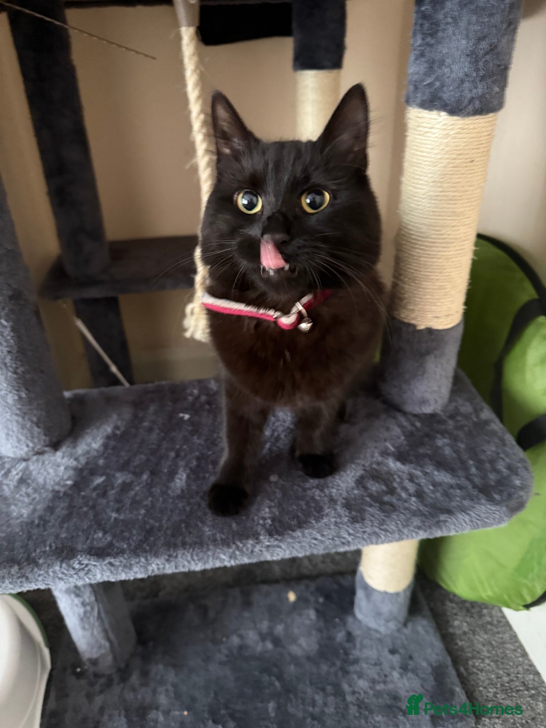 Mixed Breed cats for sale: I need to rehome my cat - Image 1