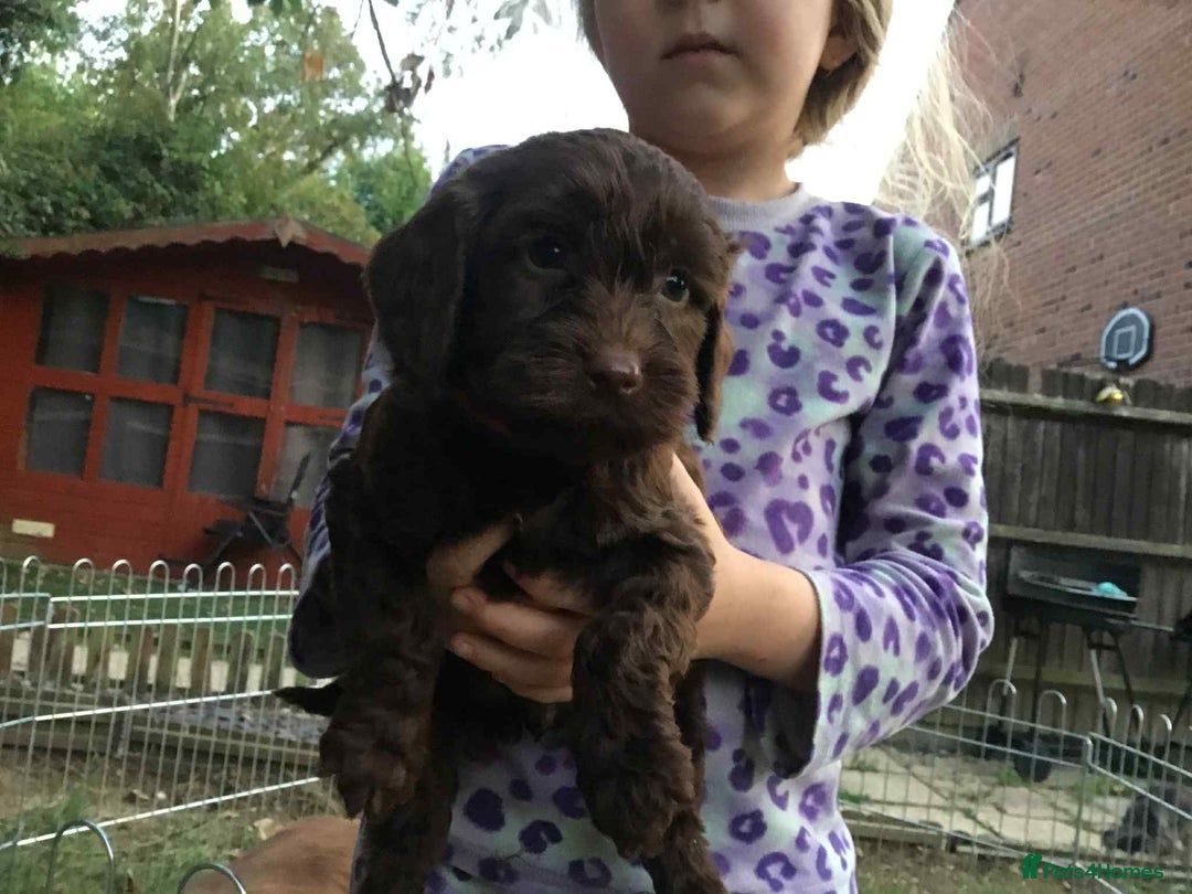 Cockapoo dogs for sale: Gorgeous Cockerpoo puppies  - Image 6