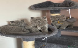 British Shorthair cats for sale: ✨Beautiful British Shorthair Kittens ✨ - Image 4