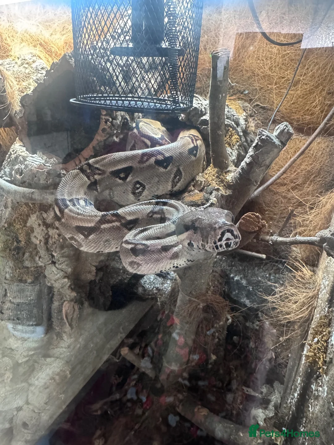 Boa Snake reptiles for sale: BCI Male Boa Constrictor Imperator 7 yrs 6-7ft - Advert 2