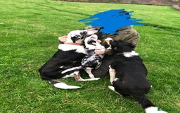 Smooth Collie dogs for sale: Male Collie Pups age 10 weeks - Advert 6