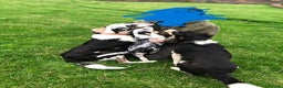 Smooth Collie dogs for sale: Male Collie Pups age 10 weeks - Advert 4