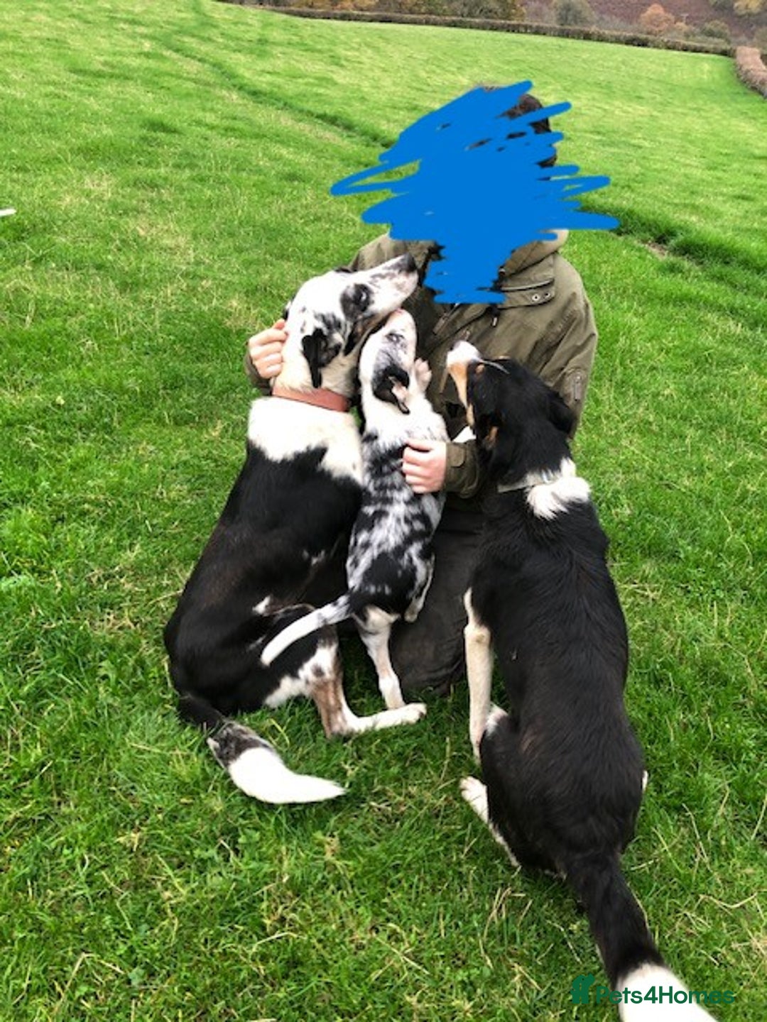 Smooth Collie dogs for sale: Male Collie Pups age 10 weeks - Advert 6