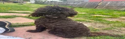 Cockapoo dogs for sale: 2 year old chocolate brown miniature cockapoo  in Spalding - Advert 6