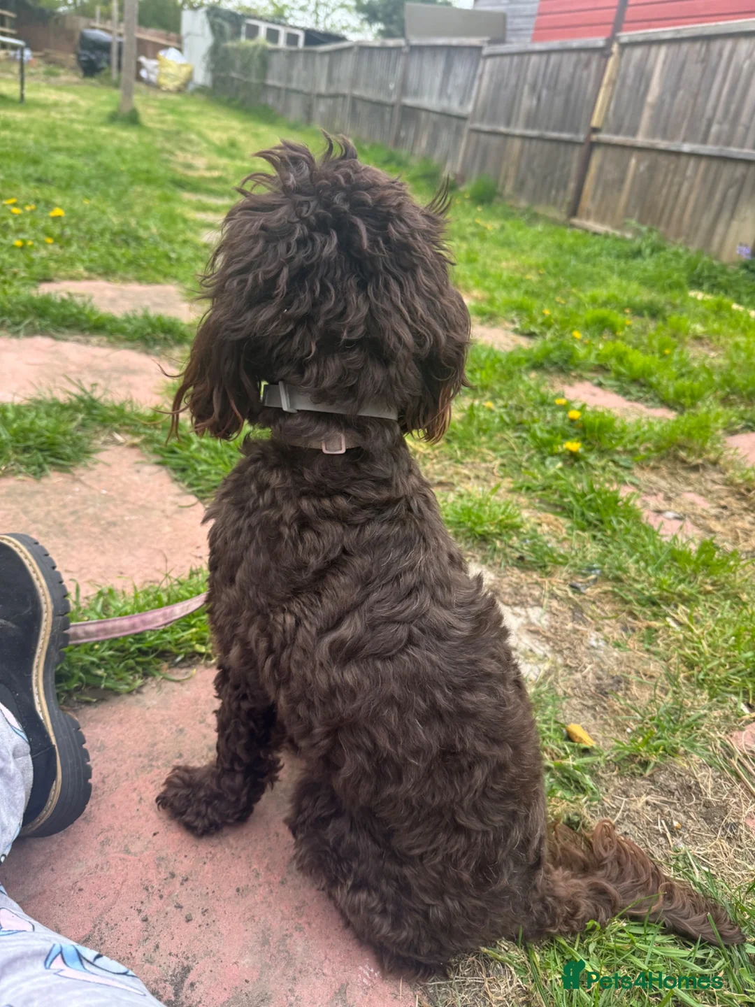 Cockapoo dogs for sale: 2 year old chocolate brown miniature cockapoo  in Spalding - Advert 6