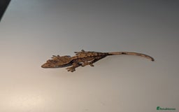 Gecko reptiles for sale: Lilly White Crested Gecko Hatchlings - Image 3