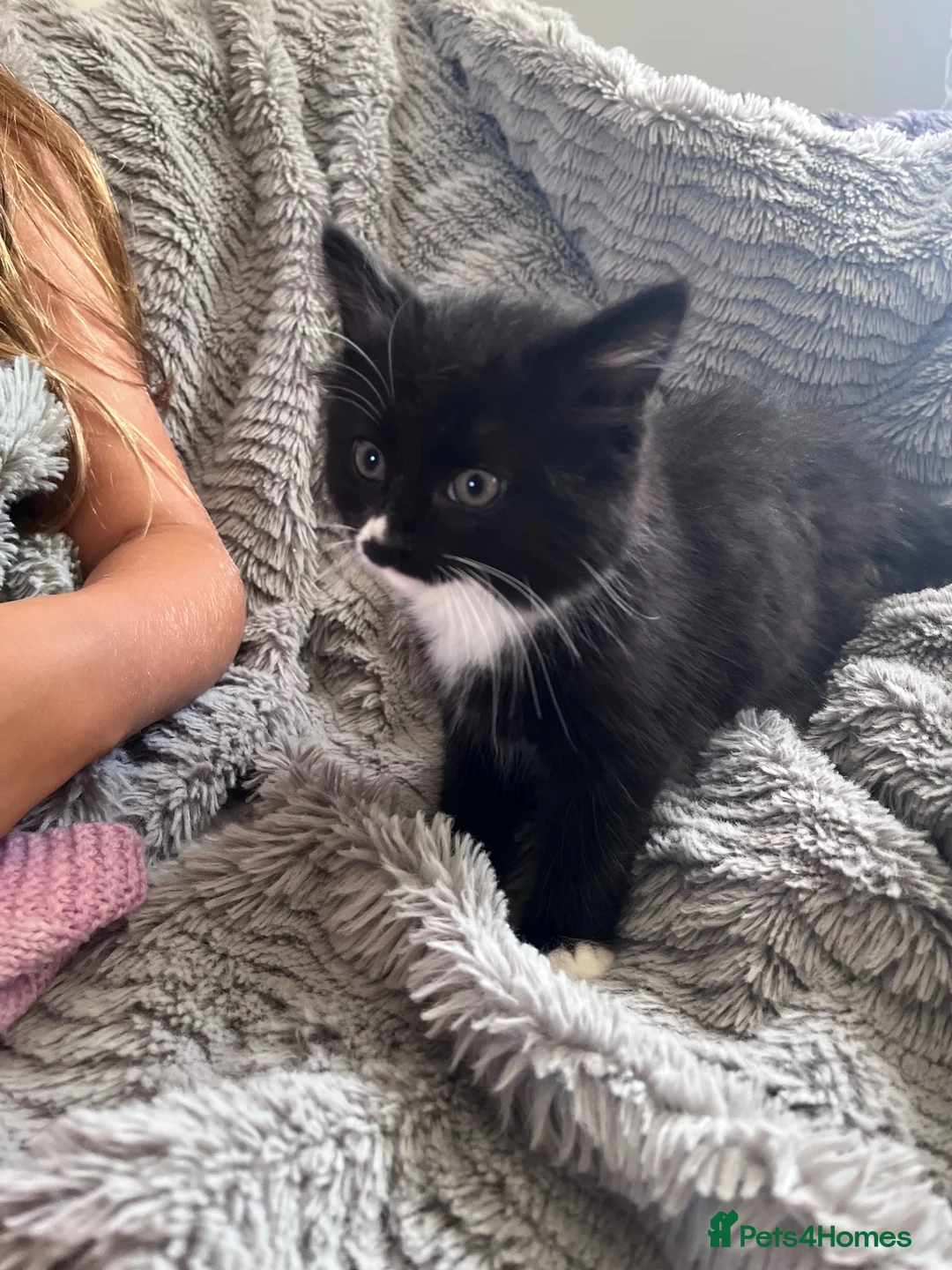 Mixed Breed cats for sale: Tuxedo kittens - 1 male 1 female  - Advert 2