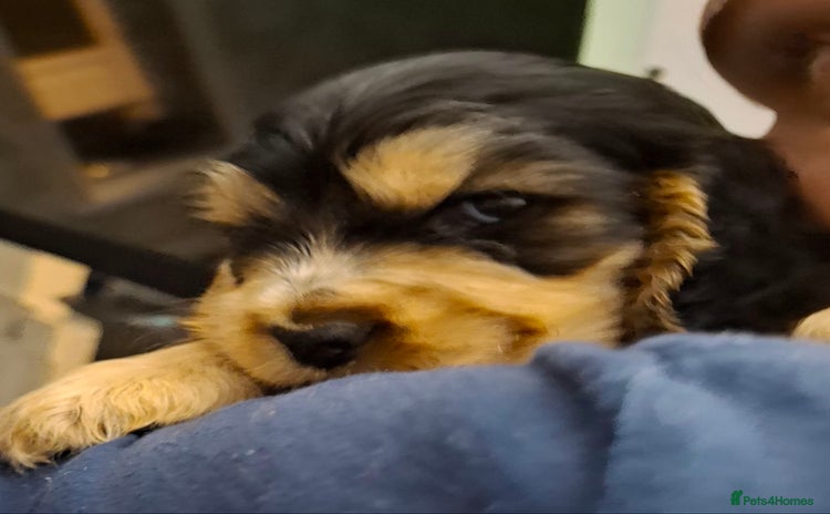Cocker Spaniel dogs Show Cocker Spaniel Pups - Advert 11