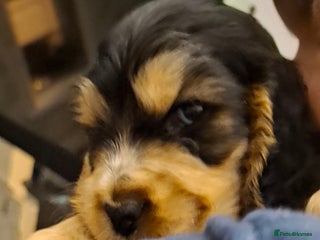 Cocker Spaniel dogs Show Cocker Spaniel Pups - Advert 13