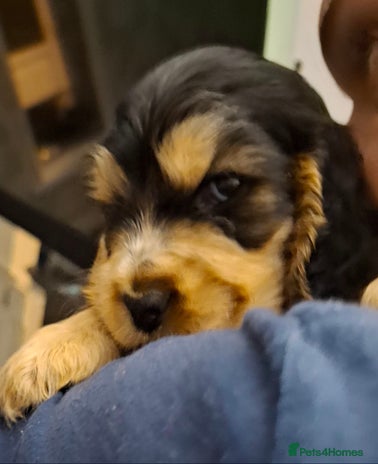 Cocker Spaniel dogs Show Cocker Spaniel Pups - Advert 11