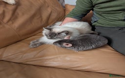 Chinchilla rodents for sale: Medium Tan Lovely Female Chinchilla for sale - Advert 3