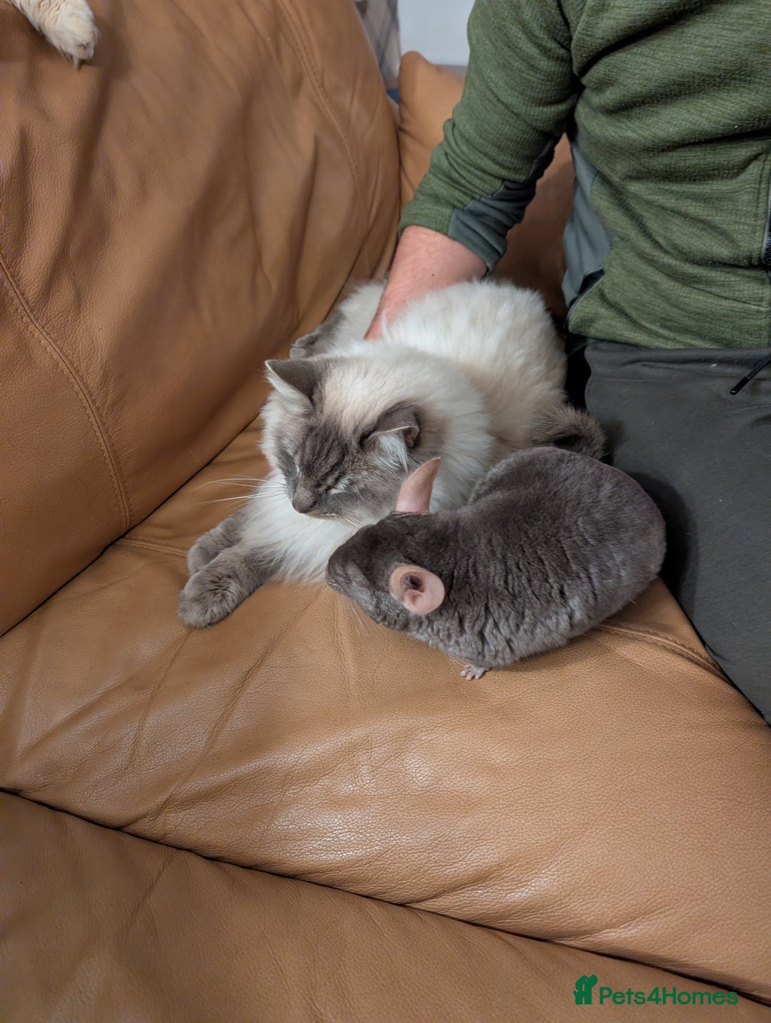 Chinchilla rodents for sale: Medium Tan Lovely Female Chinchilla for sale - Advert 3