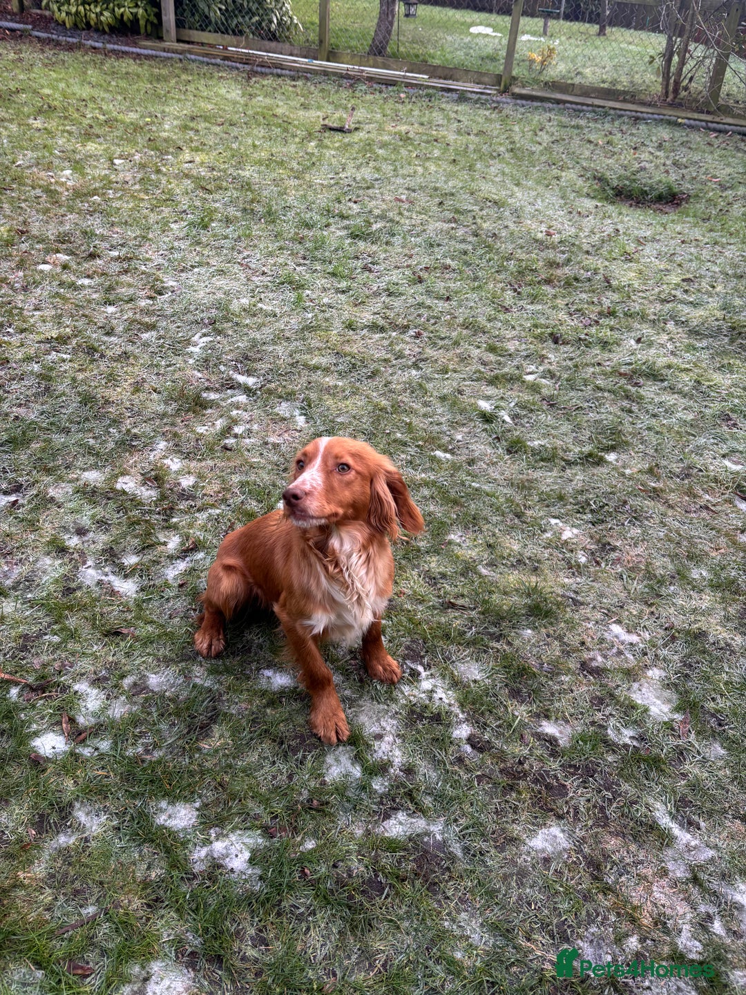 Cocker Spaniel dogs for sale: Cocker spaniel dog - Advert 2