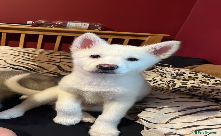 Utonagan dogs - Advert 1