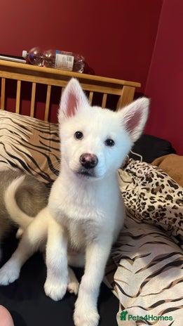 Utonagan dogs - Advert 2