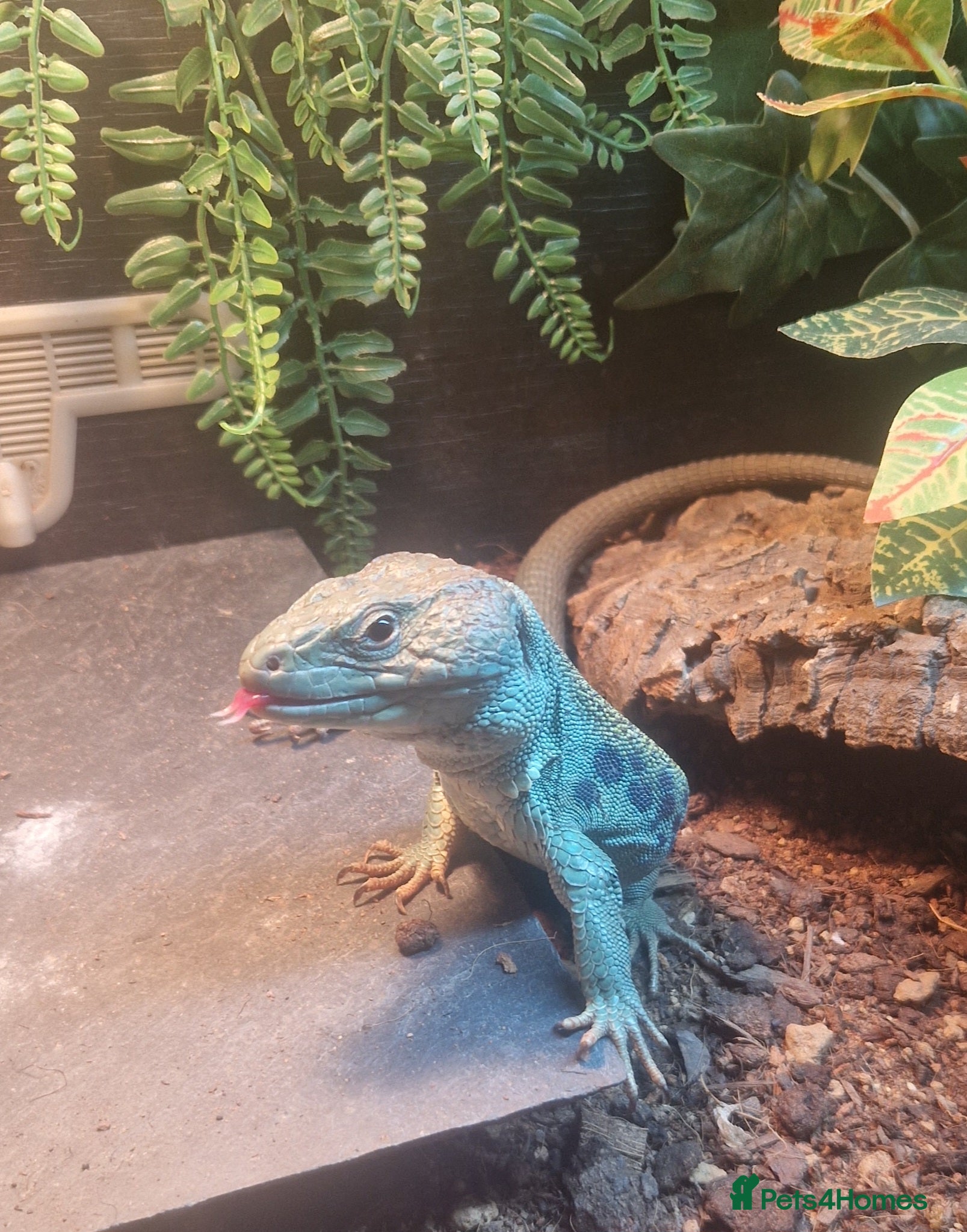 Lizard reptiles Sully european green lizard and full set up  in East Grinstead - Advert 2