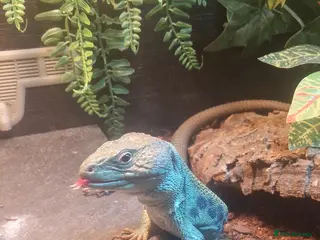 Lizard reptiles Sully european green lizard and full set up in East Grinstead - Advert 2